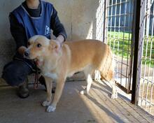 SIGRID, Hund, Mischlingshund in Italien