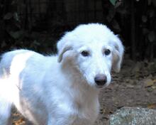 CALENDULA, Hund, Maremmano-Mix in Italien