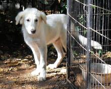 CEDRO, Hund, Maremmano-Mix in Italien