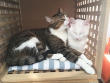 HARRY, Katze, Europäisch Kurzhaar in Berlin