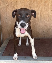 COLOR, Hund, Mischlingshund in Ungarn