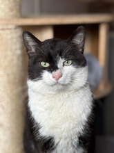 CLYDE, Katze, Hauskatze in Rumänien