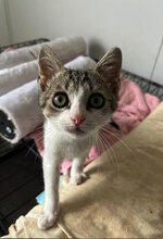 EMILIO, Katze, Hauskatze in Rumänien