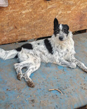 CEDRIC, Hund, Mischlingshund in Rumänien