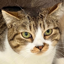 NALA, Katze, Europäisch Kurzhaar in Neu-Ulm