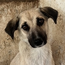 FARY, Hund, Mischlingshund in Griechenland
