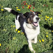 RICH, Hund, Mischlingshund in Brechen