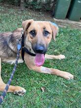 AYRAN, Hund, Mischlingshund in Großrosseln