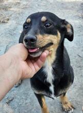 DONNA, Hund, Mischlingshund in Berg