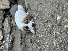 IDA, Hund, Mischlingshund in Griechenland