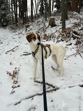 IDA, Hund, Mischlingshund in Miesbach