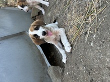 IDEFIX, Hund, Mischlingshund in Miesbach