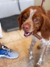BOBY, Hund, Epagneul Breton in Leipzig