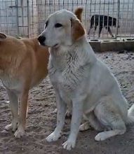 ARTURO, Hund, Mischlingshund in Spanien