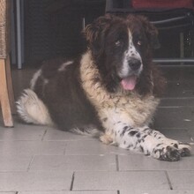 GISELLE, Hund, Mischlingshund in Bonn