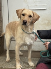 QUITA, Hund, Schnauzer-Labrador-Magyar Vizsla-Mix in Marsberg