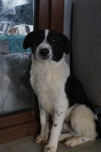 VERMONT, Hund, Mischlingshund in Langenhagen