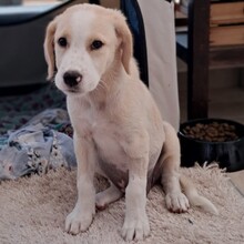 GILDA, Hund, Mischlingshund in Griechenland