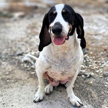 BIANCA, Hund, Hellenikos Ichnilatis-Mix in Griechenland