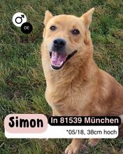 SIMON, Hund, Mischlingshund in München