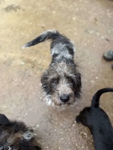 PERENNA, Hund, Mischlingshund in Ungarn