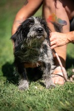 PALLAVI, Hund, Mischlingshund in Ungarn