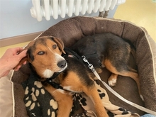 ANTON, Hund, Mischlingshund in Dresden