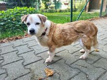 FIOLKA, Hund, Mischlingshund in Großröhrsdorf