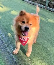 PANDA, Hund, Chow Chow-Mix in Berlin