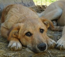 GARRY, Hund, Mischlingshund in Rumänien