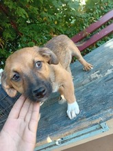 BÜLENT, Hund, Mischlingshund in Feldkirchen-Westerham