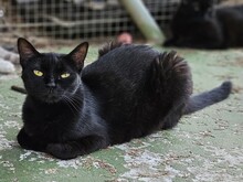 BRASA, Katze, Europäisch Kurzhaar in Spanien