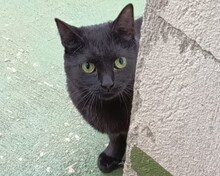 BREA, Katze, Europäisch Kurzhaar in Spanien