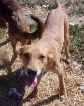 MITTER, Hund, Mischlingshund in Wedel