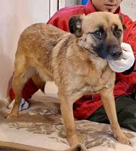 ARKO, Hund, Mischlingshund in Rumänien