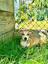 VALE, Hund, Mischlingshund in Heidelberg
