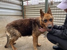 OLE, Hund, Deutscher Schäferhund in Rumänien