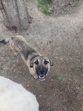 PROFY, Hund, Mischlingshund in Rumänien