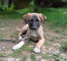 KRISTA, Hund, Mischlingshund in Rumänien