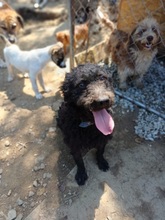 URDAS, Hund, Mischlingshund in Spenge