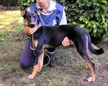 DRIFA, Hund, Mischlingshund in Italien
