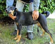 DOMITIA, Hund, Mischlingshund in Italien