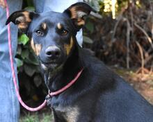 DJAMICA, Hund, Mischlingshund in Italien