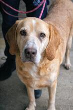 DIONEO, Hund, Mischlingshund in Italien