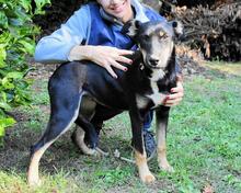 DAMIANA, Hund, Mischlingshund in Italien