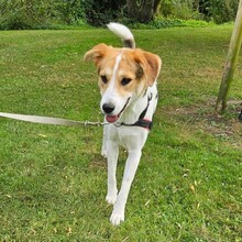 LILLY, Hund, Mischlingshund in Bad Bramstedt