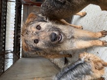 FRASER, Hund, Pumi-Deutscher Schäferhund-Mix in Ungarn