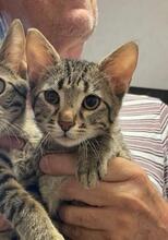 BIGTIGER, Katze, Europäisch Kurzhaar in Warngau