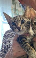 LITTLETIGER, Katze, Europäisch Kurzhaar in Warngau