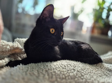 CHARI, Katze, Europäisch Kurzhaar in Hannover